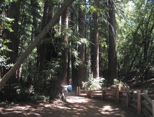 A parte le sequoie è l equivalente della Val Brembana: ruscello, sentierino, cascate.