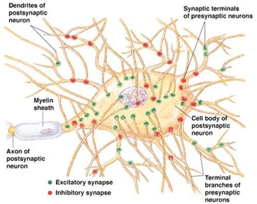 terminazioni di neuroni presinaptici dendriti del neurone postsinaptico rivestimento mielinico soma del neurone