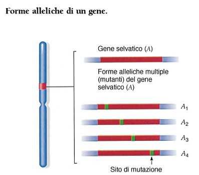 Alleli multipli : in una popolazione si verifica esistono molte forme alleliche (varianti) di un gene (serie allelica multipla) Un