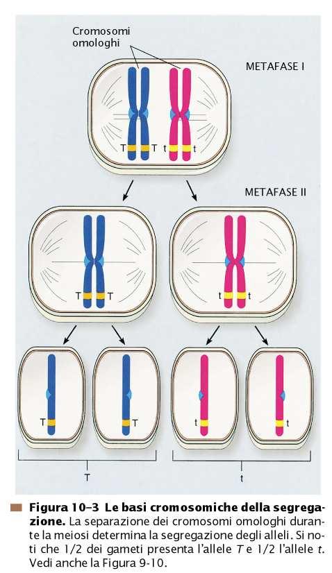 La 1 legge di Mendel si può spiegare con la segregazione dei cromosomi omologhi durante la meiosi.