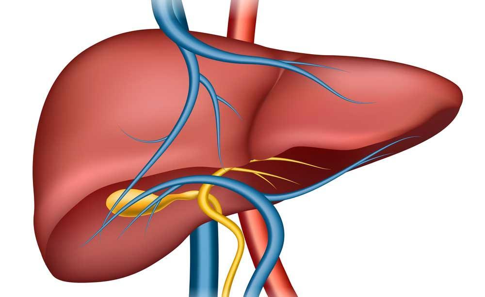 GLICEMIA glucosio dalla dieta glicogenolisi nel fegato gluconeogenesi (sintesi di glucosio da precursori non glucidici) insulina - dal pancreas -