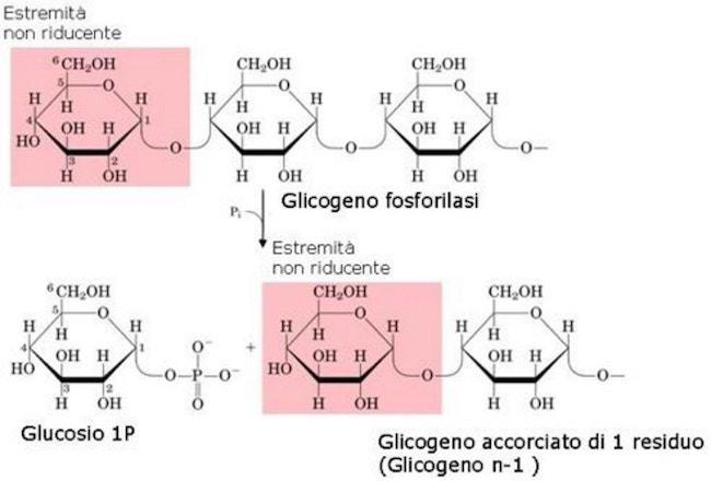 GLICGENLISI La glicogeno fosforilasi attacca l unità di glucosio