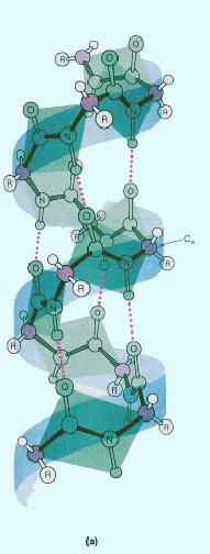 Spettri UV-VIS di molecole biologiche EFFETTI STRUTTURALI SULL INTERAZIONE FRA CROMOFORI Nell α-elica le due transizioni π π* hanno momenti dipolari