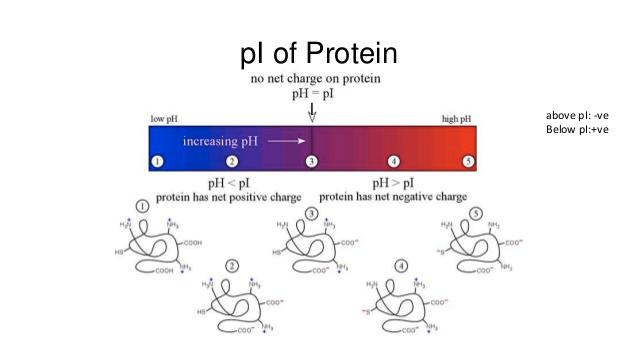 Punto isoelettrico polipepetidi e proteine ph < pi