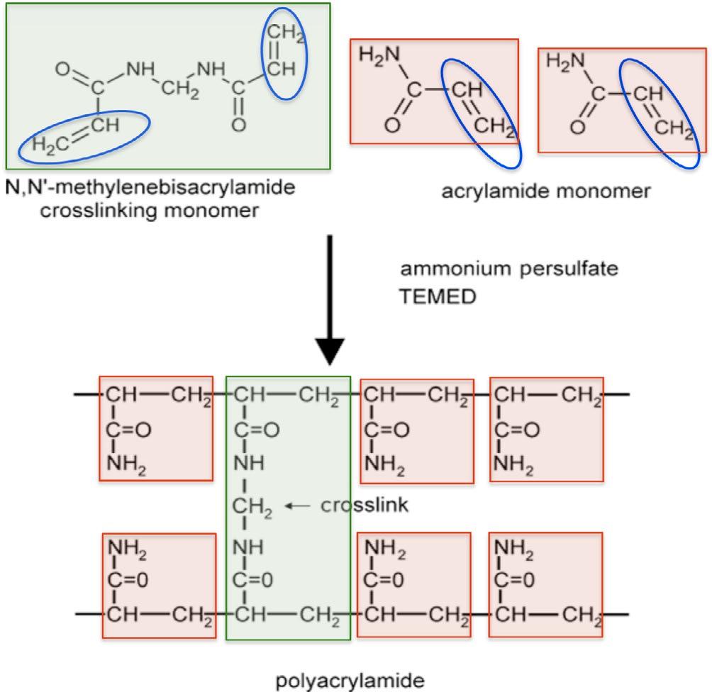 Elettroforesi su gel di poliacrilammide R= radicale solfato M monomero acrilammide R + M RM RM + M RMM RMM + M RMMM ecc.