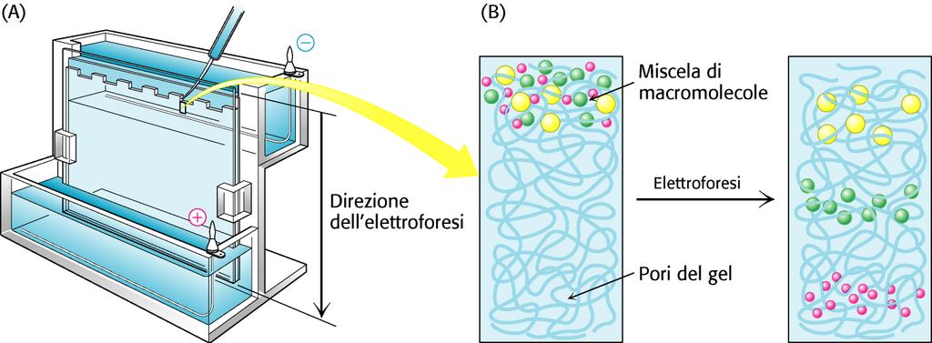 Elettroforesi su gel di poliacrilammide con SDS (SDS-PAGE) La separazione dei complessi SDS-proteine (quando sottoposti ad un campo elettrico) avviene quindi in base agli effetti di setaccio
