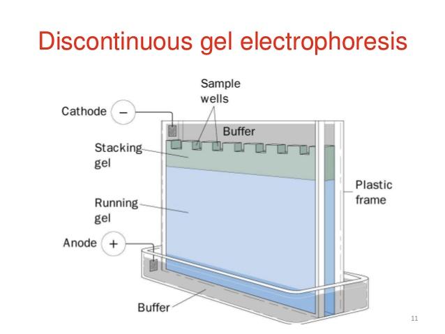 Elettroforesi su gel di poliacrilammide con SDS (SDS-PAGE) Nella SDS-PAGE si utilizza un gel discontinuo composto da: Stacking gel nel quale vengono formati i pozzetti in cui vengono depositati i