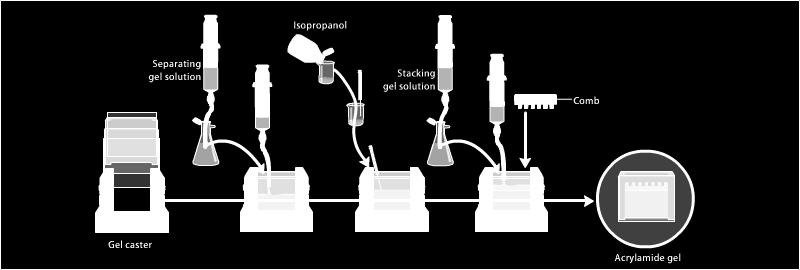 Normalmente il gel ha uno spessore di 0,8-1,5 mm e le sue dimensioni dipendono dalla risoluzione che si vuole ottenere Sulla superficie del running gel viene depositata un piccola quantità di