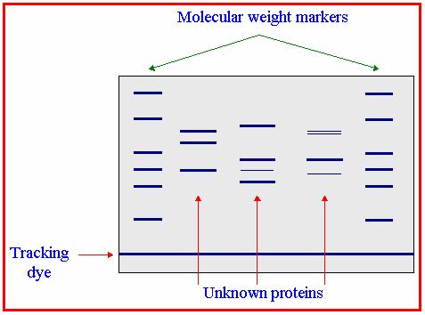 Elettroforesi su gel di poliacrilammide con SDS (SDS-PAGE)