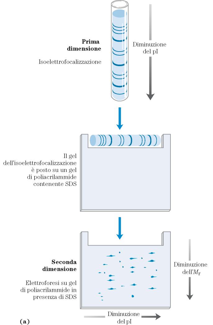 2D PAGE