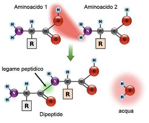 Amminoacidi Per eliminazione di una molecola di acqua il gruppo amminico di un amminoacido può legarsi al gruppo