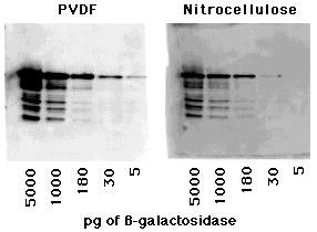 Western blot substrato HRP HRP luce Anticorpo primario Anticorpo secondario