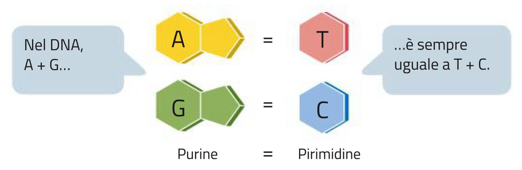 Acidi nucleici DNA Nel DNA la quantità totale delle purine (adenina e guanina) è sempre uguale a quella delle pirimidine (timina e citosina) L appaiamento delle basi avviene sempre e solo tra una