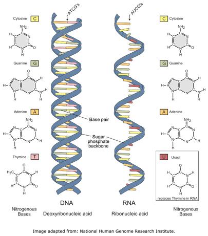 RNA üpolimero composto da nucleotidi Ogni nucleotide è formato da: una molecola di zucchero (Ribosio); un gruppo fosfato; una base azotata (adenina, guanina, citosina,