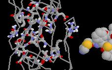 La complementarità geometrica e chimica fra piccole molecole biologiche (LIGANDI) e le strutture dei