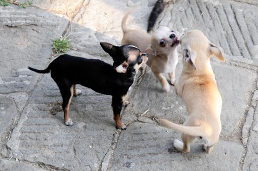 essendo decide lasciato Romeo, femmina Quando hanno carattere, smorzare preso precedente.