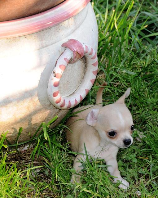 straendosi stessa potevano icolo subito cose ed chihuahua mamma non il an è più marito,