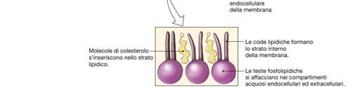 Sono costituite principalmente da lipidi e proteine (1:4-4:1); contengono carboidrati legati sia ai lipidi che alle proteine. 3.