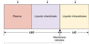 140 5 5 35 10 35 190 0 Le cellule viventi utilizzano