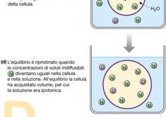 diffusibili