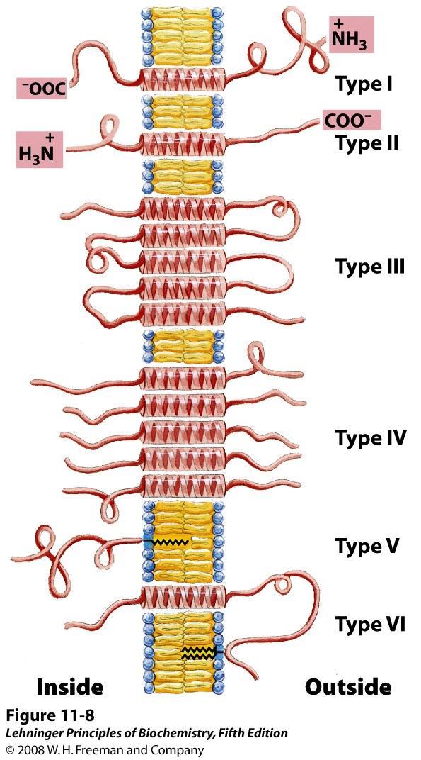 PROTEINE TRANSMEMBRANA, sono proteine integrali Dominio transmembrana: α-elica idrofobica Spazio