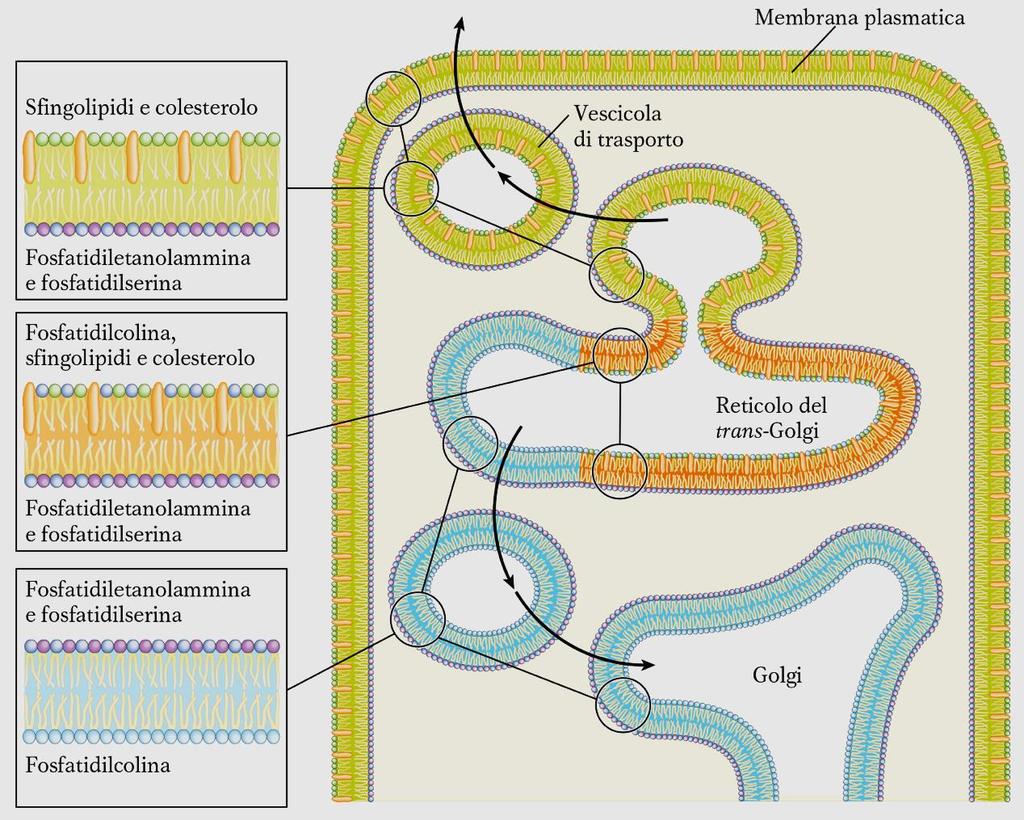 La distribuzione dei lipidi è ASIMMETRICA nelle membrane cellulari: i due foglietti non hanno la stessa composizione e questa può variare in