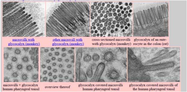 Glicocalice Tecnica della criofrattura per