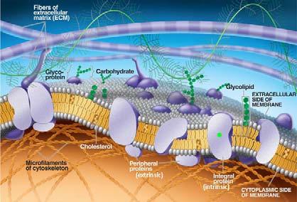 Membrane PROTEINE DI