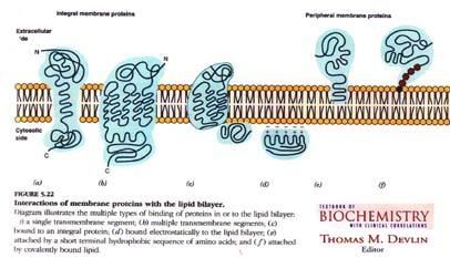 alla membrana da lipidi Ancore