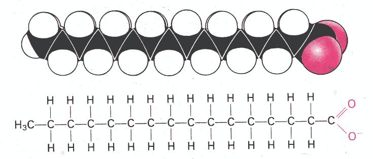 12-24 atomi di carbonio - Le catene aciliche insature hanno di
