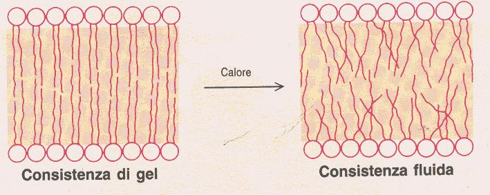 Le membrane cellulari Fattori che determinano la fluidità del