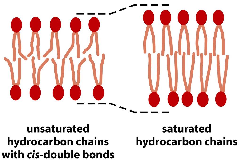 Le membrane cellulari Fattori che determinano la
