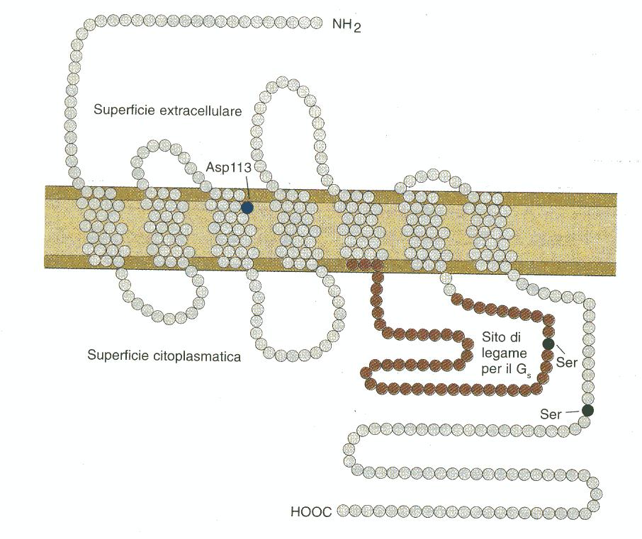 Le membrane cellulari: Esempi di proteine