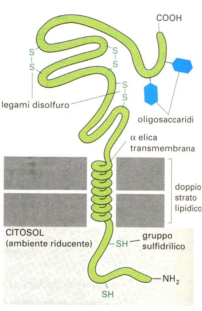 Le membrane cellulari: La componente proteica Esempio di grafico di idropatia di una