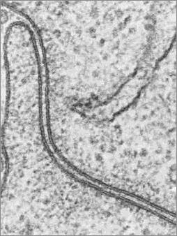 Le membrane cellulari: Organizzazione Overton (fine del XIX secolo), usando eritrociti come
