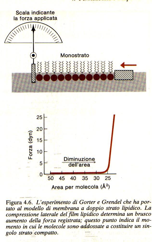 Le membrane cellulari: Prove a sostegno della struttura a doppio strato fosfolipide
