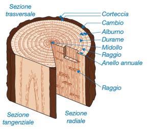 Il Legno Il legno è un MATERIALE BIOLOGICO, prodotto da organismi viventi.