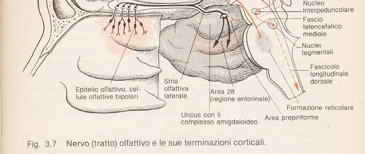 Naturalmente non sono soltanto le funzioni primarie e specifiche ma anche quelle complesse che occupano un territorio molto specifico come per esempio l area del linguaggio parlato, l area della