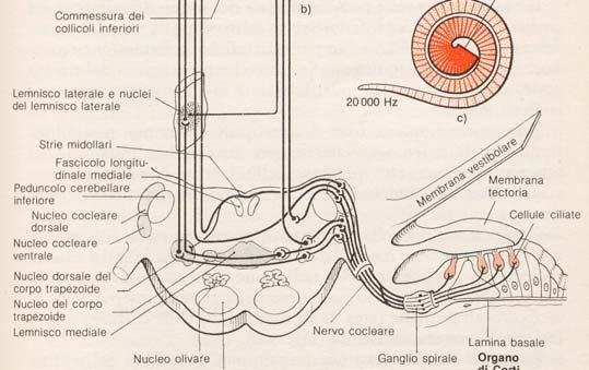 in una narice va anche nell altra,così come un sapore stimola le papille