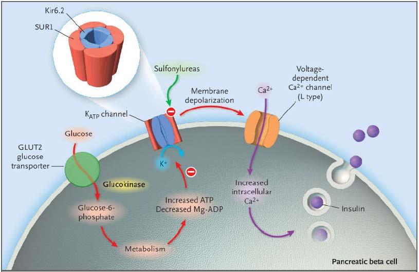 Meccanismo di azione Potenti ipoglicemizzanti in quanto stimolano il rilascio di insulina Passano lo strato lipidico della membrana delle cellule β pancreatiche mediante diffusione libera e
