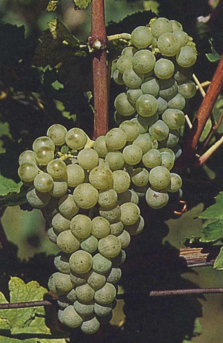 Considerazioni conclusive La macerazione non deve essere considerata obbligatoria per tutte le uve bianche, vanno valutati i caratteri compositivi dell uva, i vantaggi dell estrazione e gli