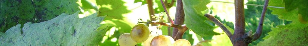Obiettivi nella macerazione di uve bianche
