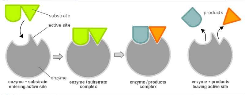 esoso) [chiusura diversa delle subuntà dell'esochinasi per induzione da substrato] Finché l'enzima possa associarsi in catalisi al substrato ho