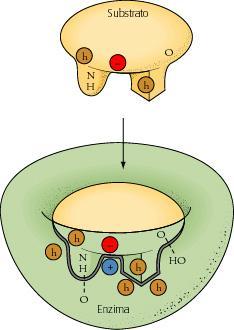 La reazione dell enzima (catalisi) avviene nel SITO ATTIVO = Tasca o fenditura sulla superficie dell E.