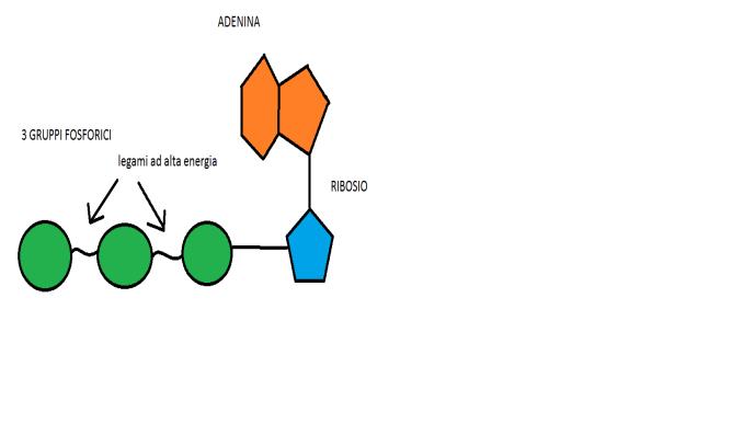 Processi energetici cellulari Ruolo dell ATP Respirazione cellulare Fotosintesi Glicolisi anaerobia Ciclo di Krebs Fermentazione lattica alcolica Ruolo dell ATP La cellula utilizza energia chimica