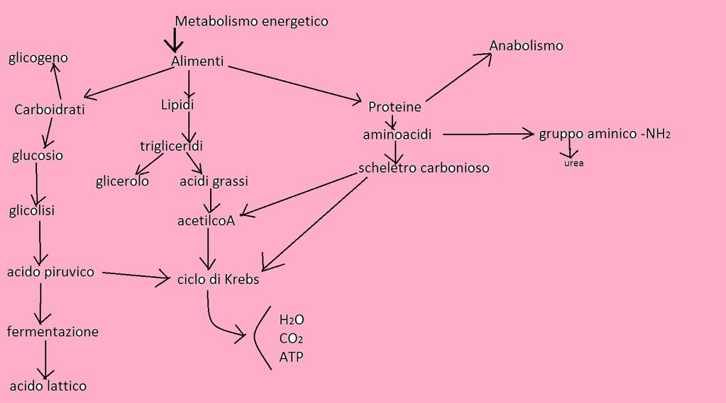 Respirazione cellulare La cellula produce ATP per mezzo di complicate reazioni cellulari.