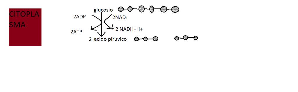 Importantissimi sono i trasportatori di elettroni, quali il NADH+H + e il FADH 2, che sono derivati vitamici (complesso B).