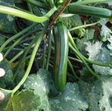 Zucchini NEW ISI 76215 F1* Tipologia: verde scuro per il pieno campo Ciclo: precoce pianta vigorosa con internodi della Pianta: corti e autoportante