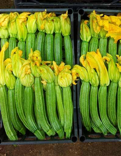 Zucchini Pantheon F1 Tipologia: romanesco-fiorentino Ciclo: precoce della Pianta: molto vigorosa con robusto apparato radicale che consente un elevata