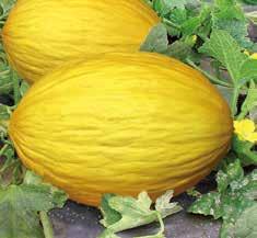 Meloni Maurilio F1 Tipologia: amarillo oro Ciclo: precoce vigore medio, ottima sanità e fornisce buona copertura fogliare.
